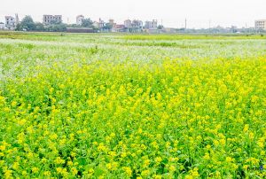 Explore the riverside life by Cycling